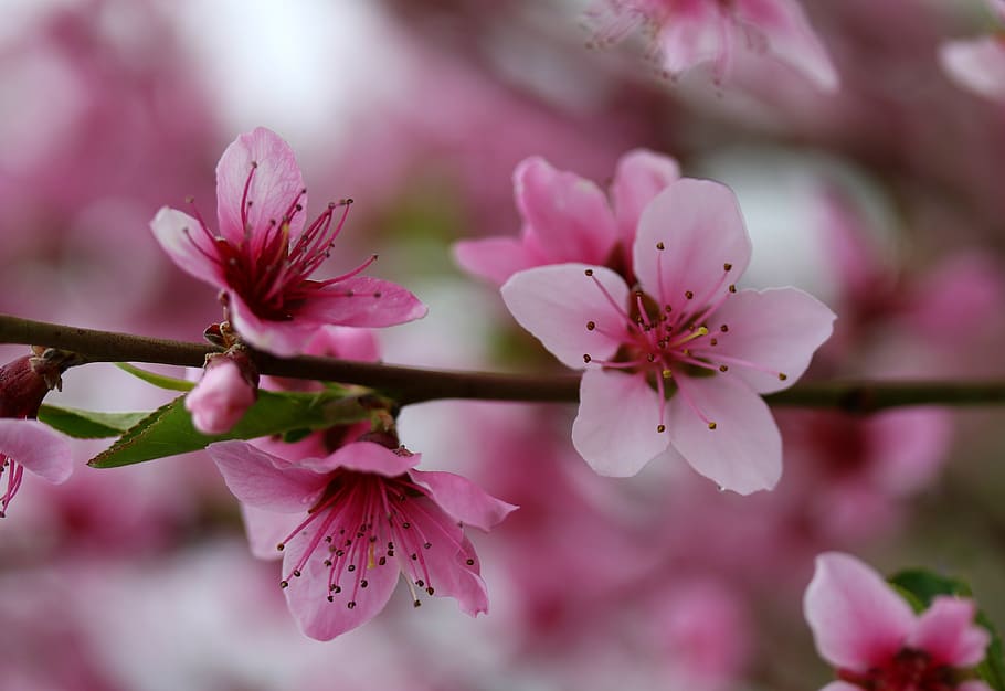 flowers, pink, casey, tree, spring, nice, petals, blooming HD wallpaper
