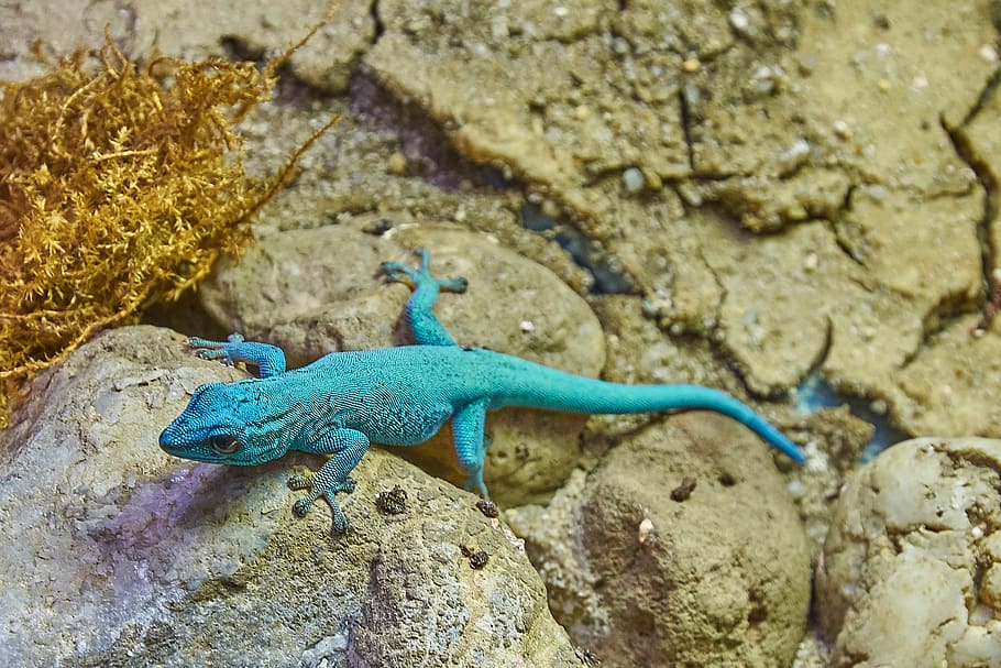 come, turquoise, lizard, wall, rock, hunter, tongue, eyes, animal themes HD wallpaper