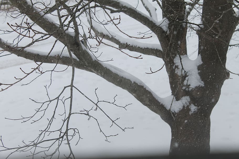 winter, tree, snow, ice, cold, brrrr, plant, bare tree, branch HD wallpaper