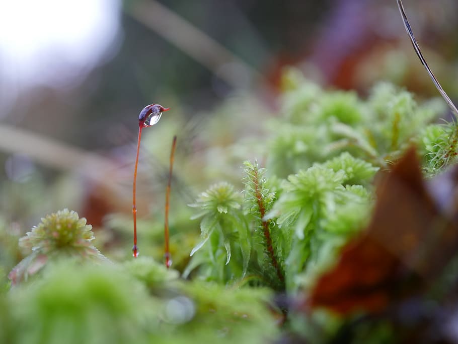 moss, droplet, macro, selective focus, plant, growth, day, animal wildlife HD wallpaper