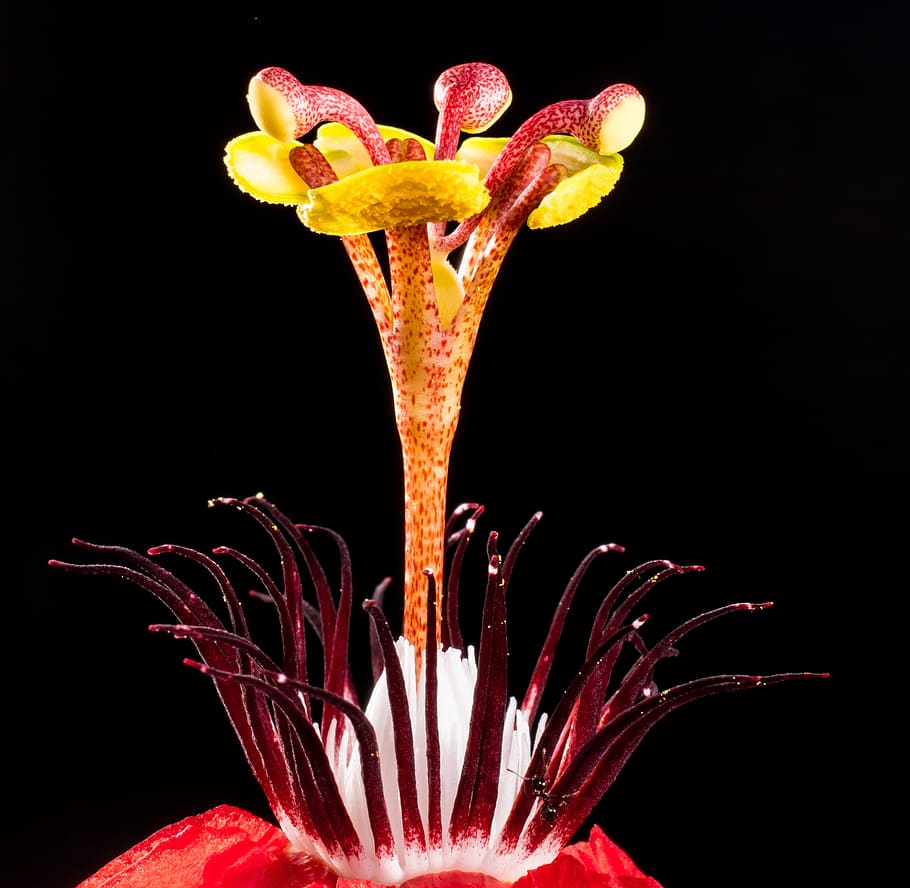 Red and Orange Flower, bloom, blossom, flora, nature, stamen HD wallpaper