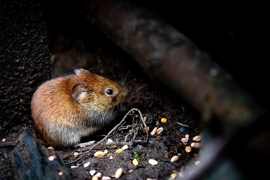 Selective Focus Photography of Brown Rodent, little, mouse, tiny HD wallpaper