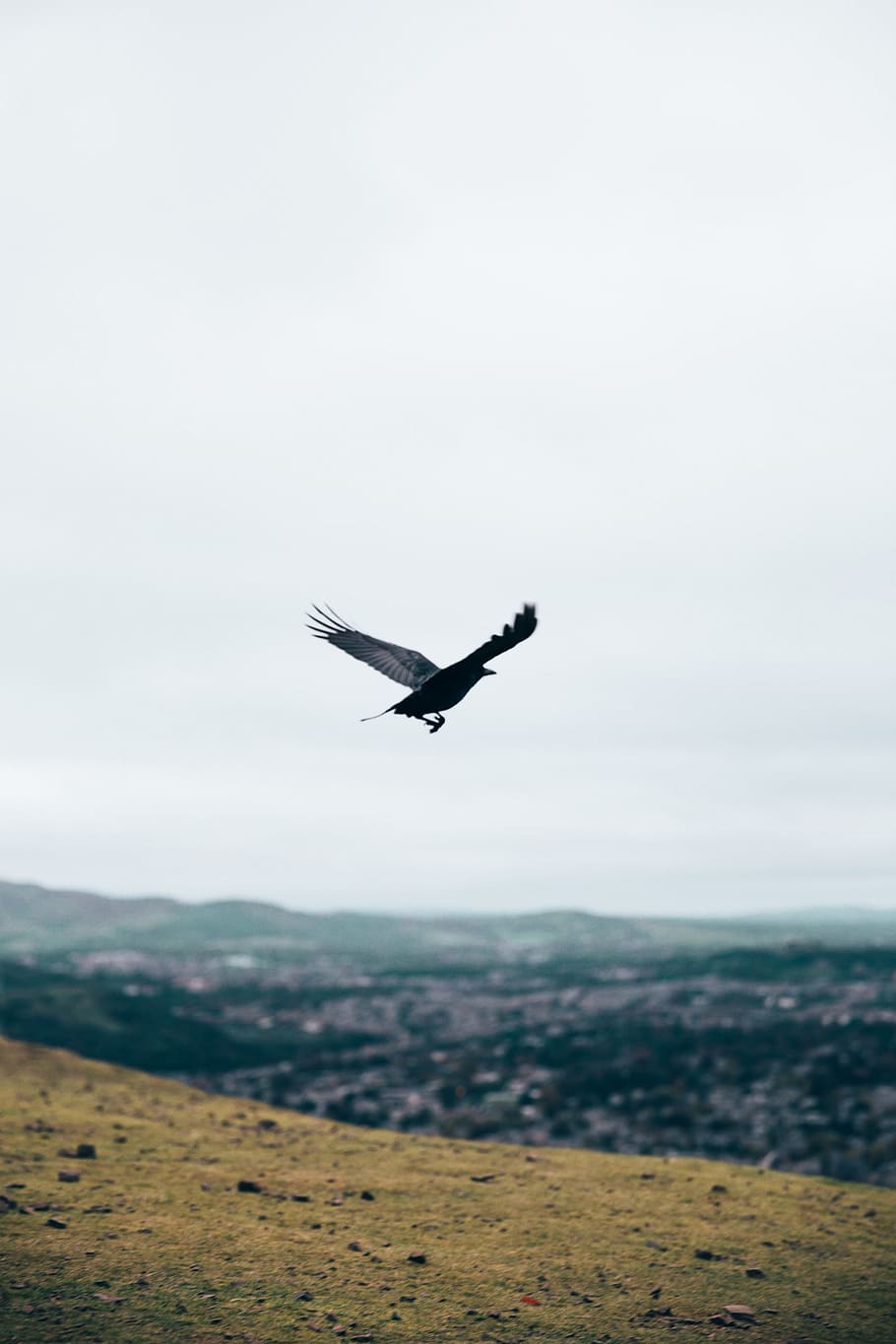 A black crow flying over a valley, gliding, hill, landscape, rock, HD wallpaper