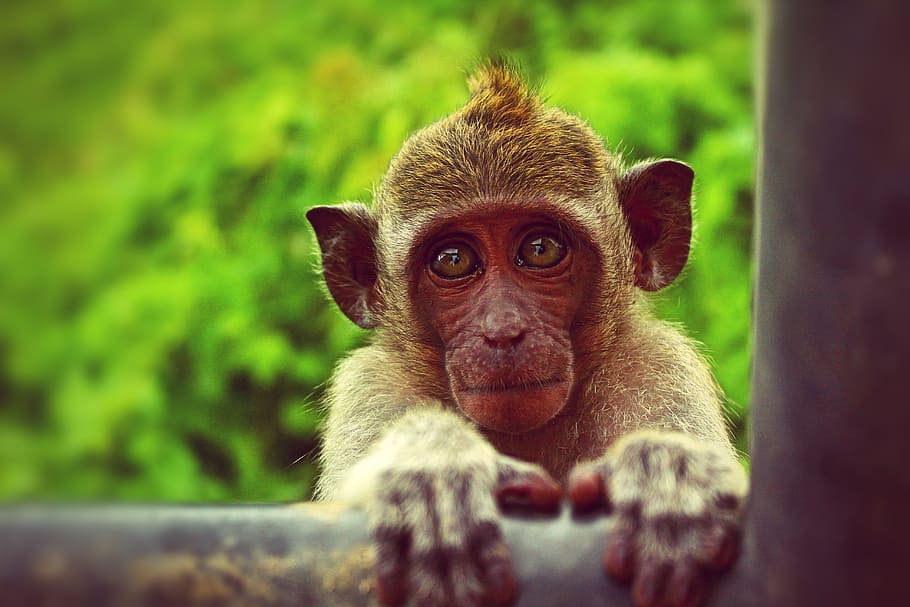 Brown Monkey Holding Black Metal Bar, animal, animal photography