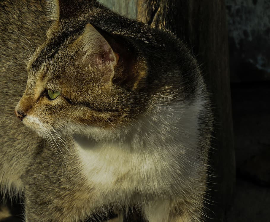 cat, kitty, cute, pet, feline, domestic cat, one animal, pets, HD wallpaper