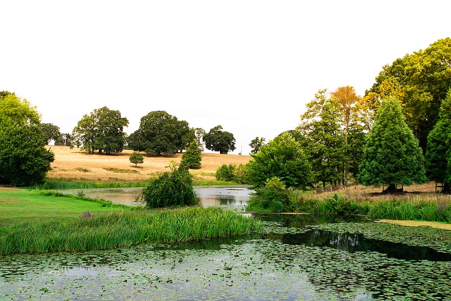 trees, colour, green, warm, water, lake, derbyshire, england HD wallpaper