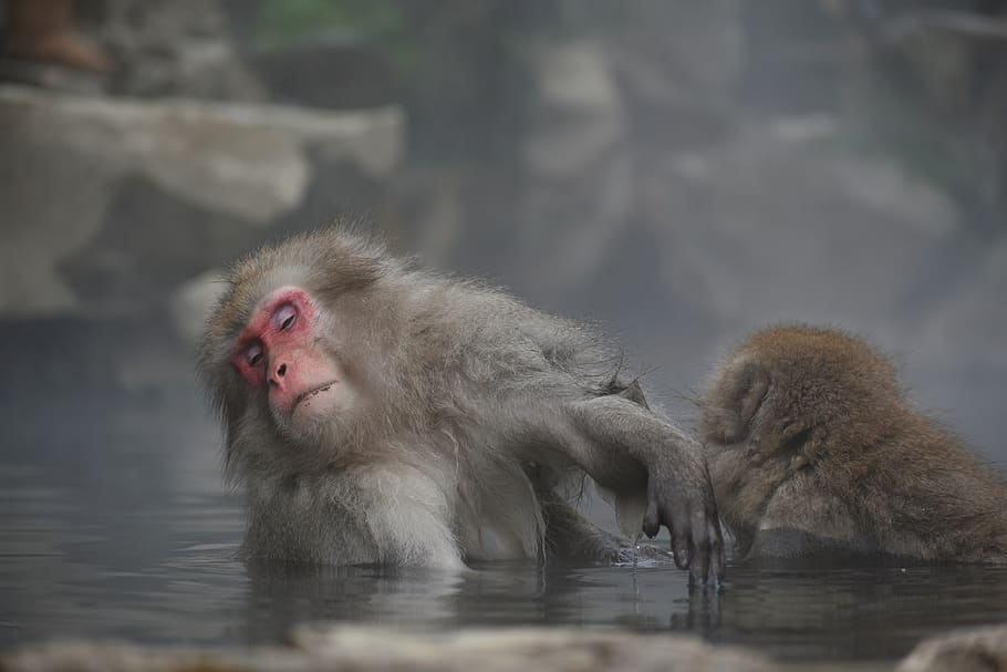 HD wallpaper animal, monkey, baby japanese macaque eating leaves, snow