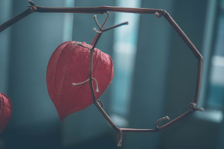 physalis, flower, focus on foreground, red, close-up, no people HD wallpaper