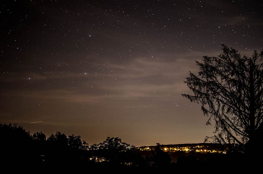 tree near bridge, sky, star, cityscape, night, evening, forest HD wallpaper
