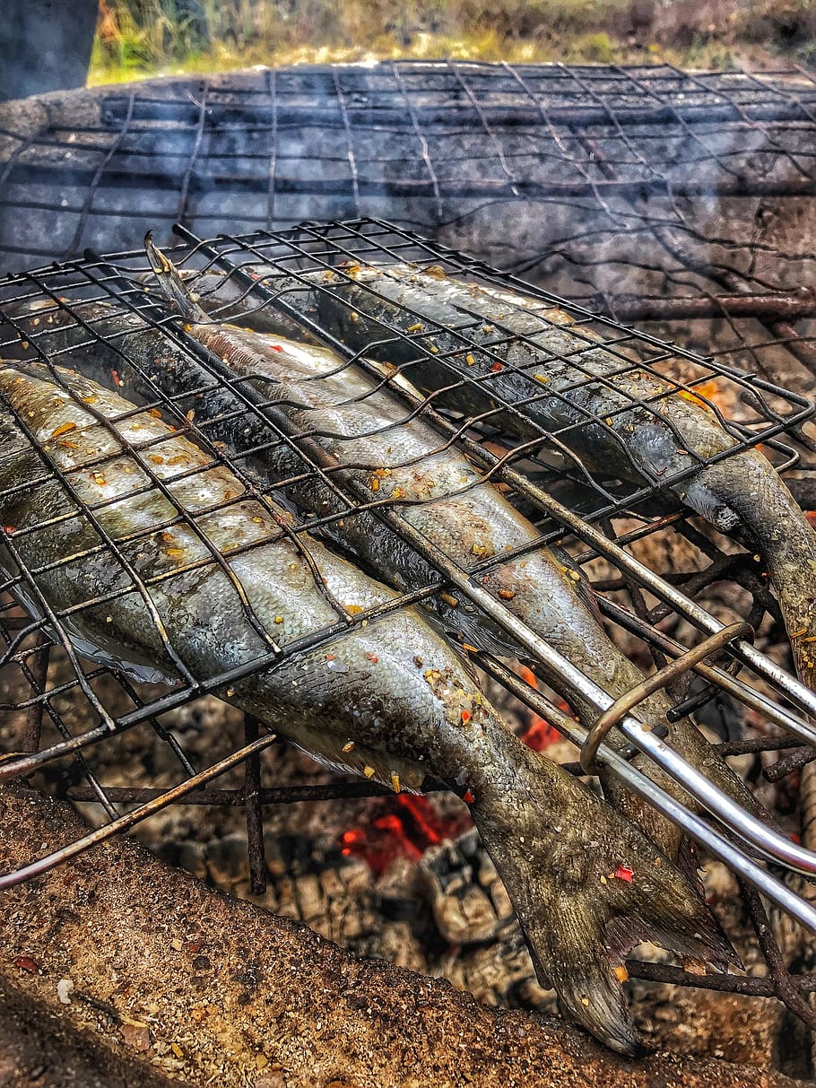 coley, fish, halstraus, blackened, grilled, barbecue, burning HD wallpaper