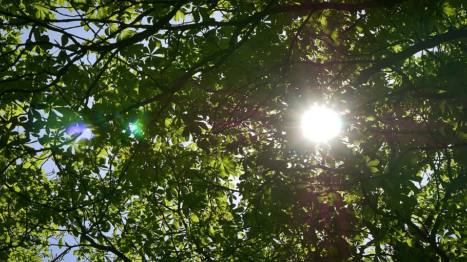 united kingdom, tree, plant, low angle view, growth, beauty in nature HD wallpaper