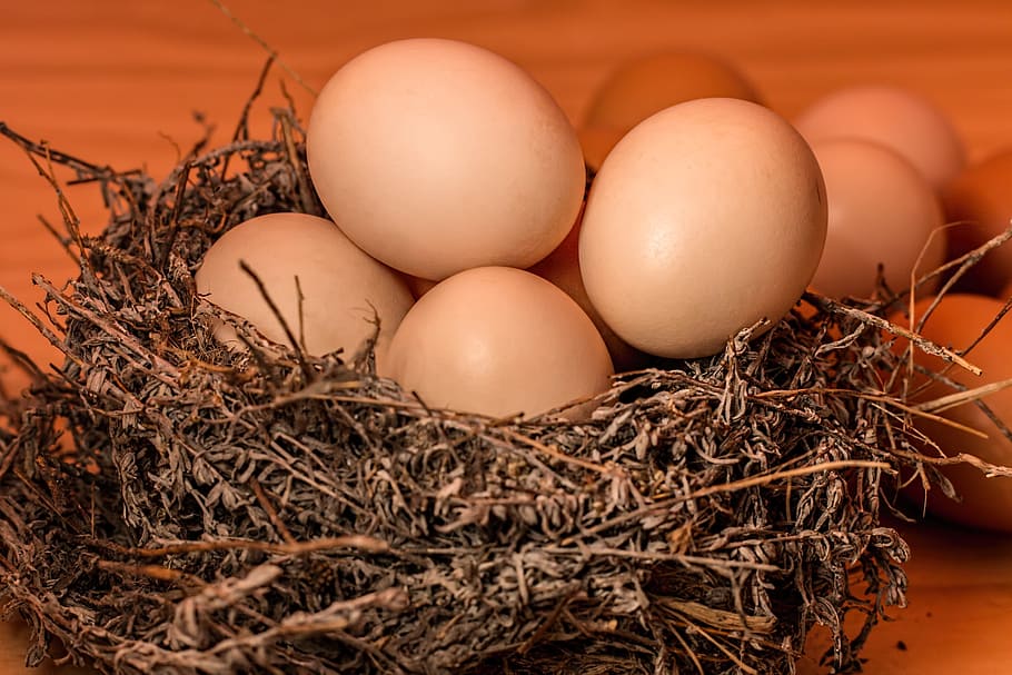 Fresh eggs, nest, animal nest, food, animal egg, food and drink