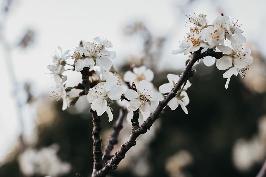 Selective Focus Photography Of White Petaled Flowers, bloom, blossom HD wallpaper