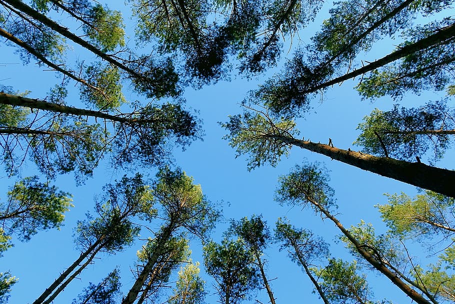 tree, forest, landscape, sky, plant, low angle view, growth HD wallpaper