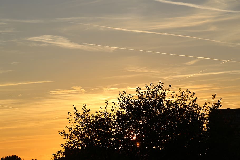 netherlands, amsterdam, sunset, sky, plant, beauty in nature HD wallpaper