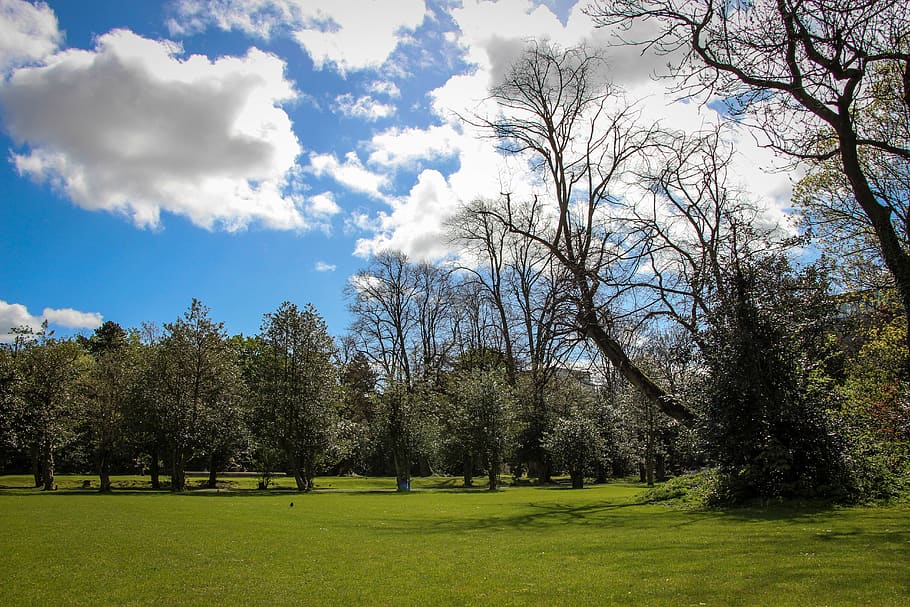 ireland, dublin, tree, park, plant, cloud - sky, tranquility HD wallpaper