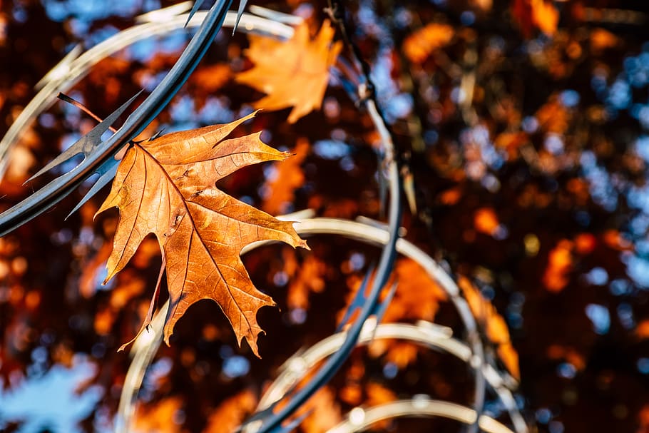 Photo Of A Leaf, branch, macro, season, tree, plant part, autumn HD wallpaper