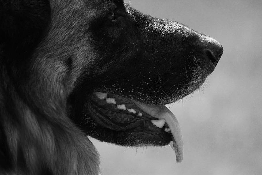 dog, shepherd, pet, animal, head, protective, good-natured HD wallpaper