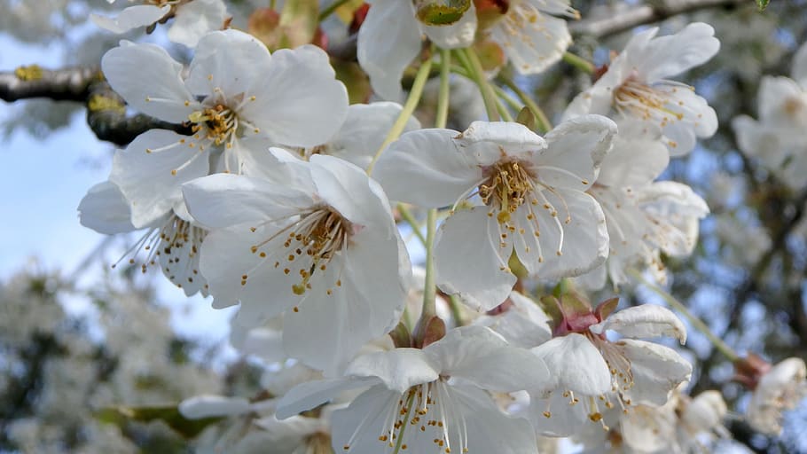 blossom, bloom, spring, tree blooms, bud, orchard, cherry blossom HD wallpaper