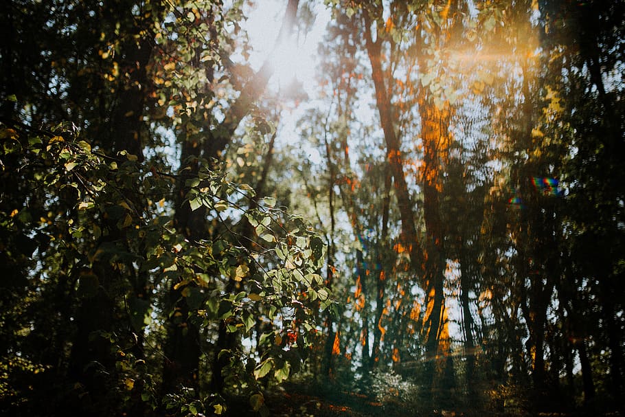 green trees, light, sunlight, vegetation, plant, outdoors, nature HD wallpaper