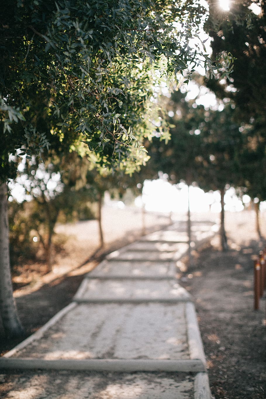 Empty Concrete Pathway With Trees, branch, daylight, environment HD wallpaper