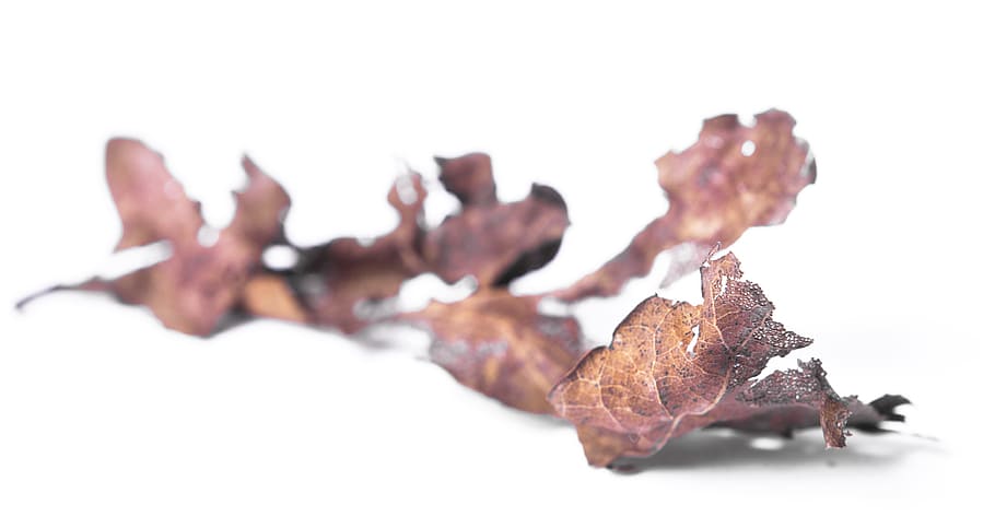 autumn, isolated, leaf, natural, nature, object, organic, pattern HD wallpaper