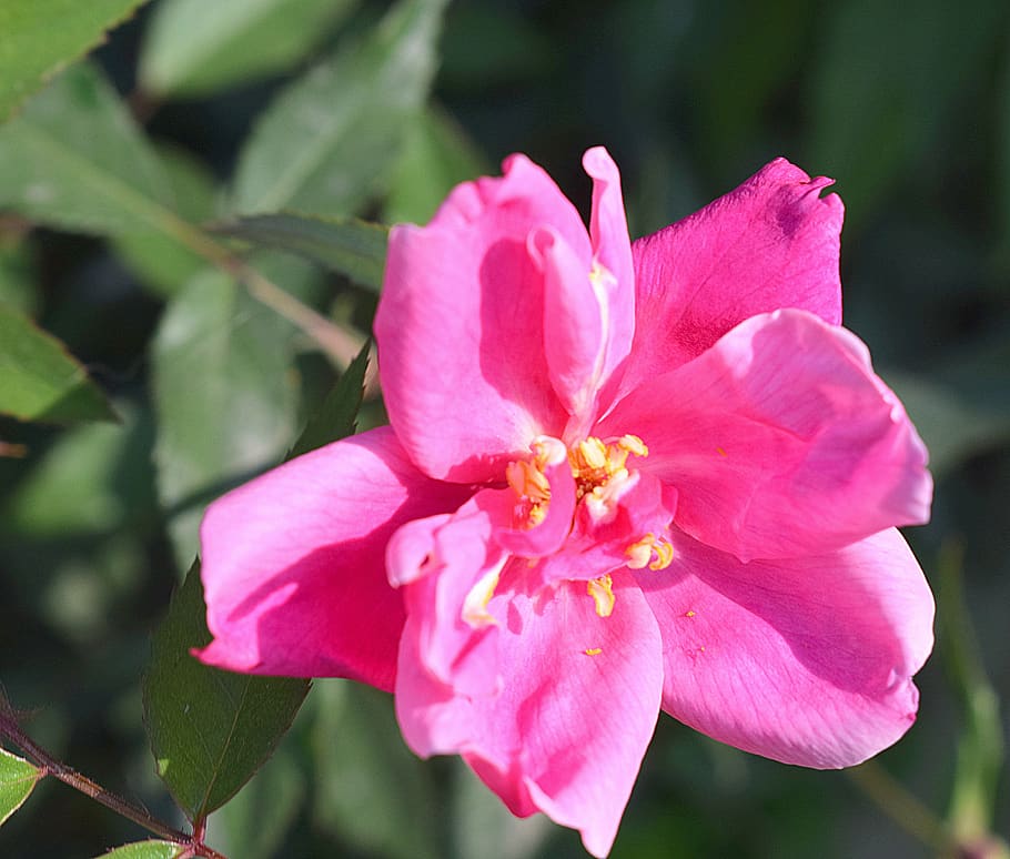 rose, flower, nature, bloom, blossom, love, pink, romance, plant HD wallpaper