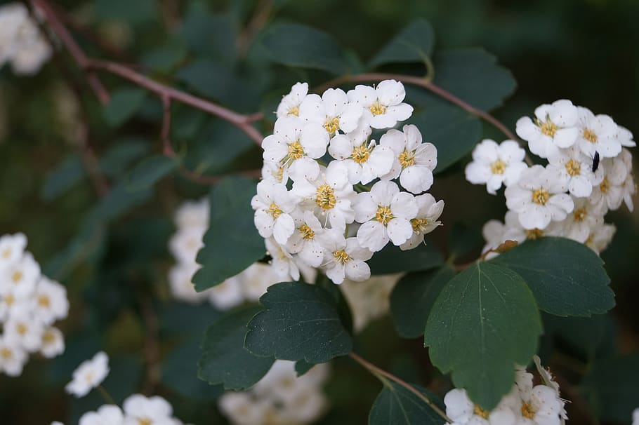 flower, light, white, green, leaves, blossom, bloom, flowering plant HD wallpaper
