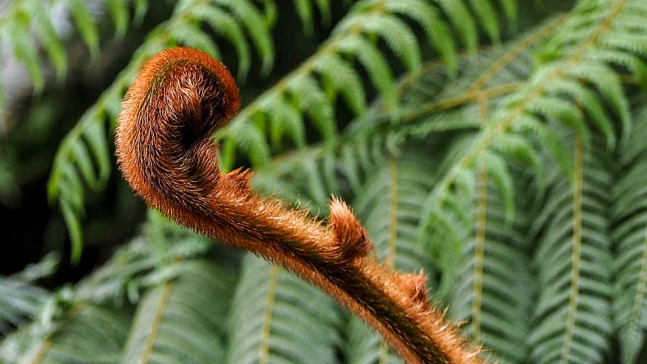 fern, growth, green color, close-up, leaf, plant, plant part HD wallpaper