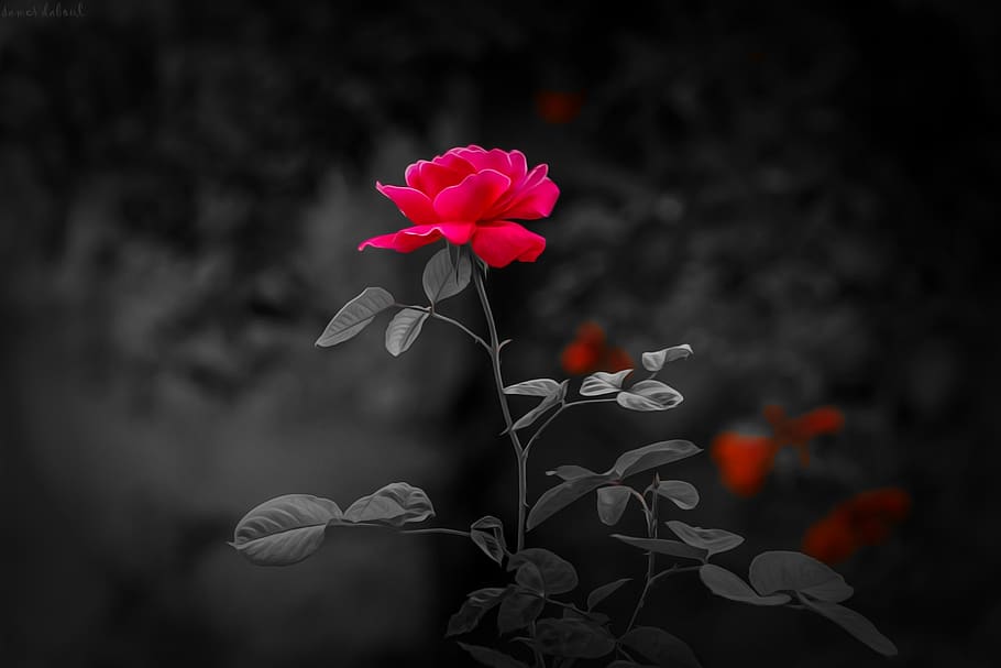 nature, flower, flora, leaf, flowering plant, fragility, vulnerability HD wallpaper