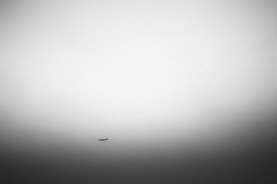 flying, vertebrate, animal themes, no people, transportation HD wallpaper