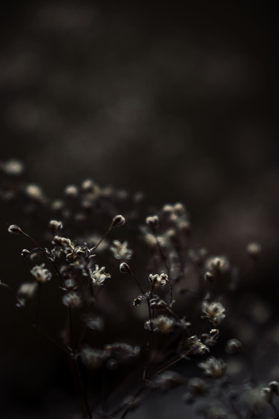 selective focus, plant, close-up, no people, growth, nature HD wallpaper