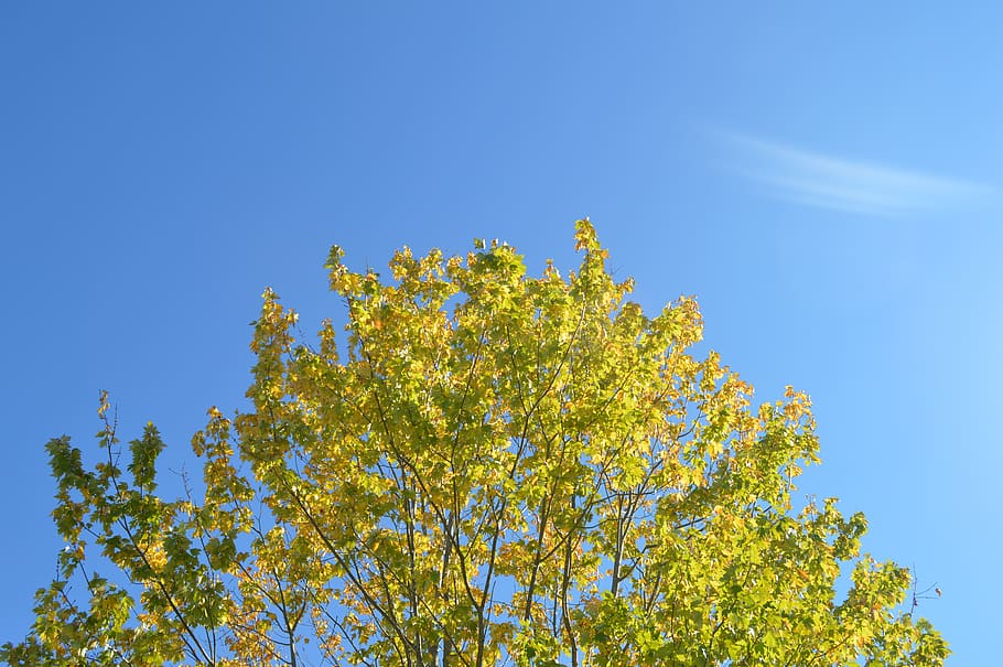 sunlight, flare, plant, outdoors, nature, tree, sky, vegetation HD wallpaper