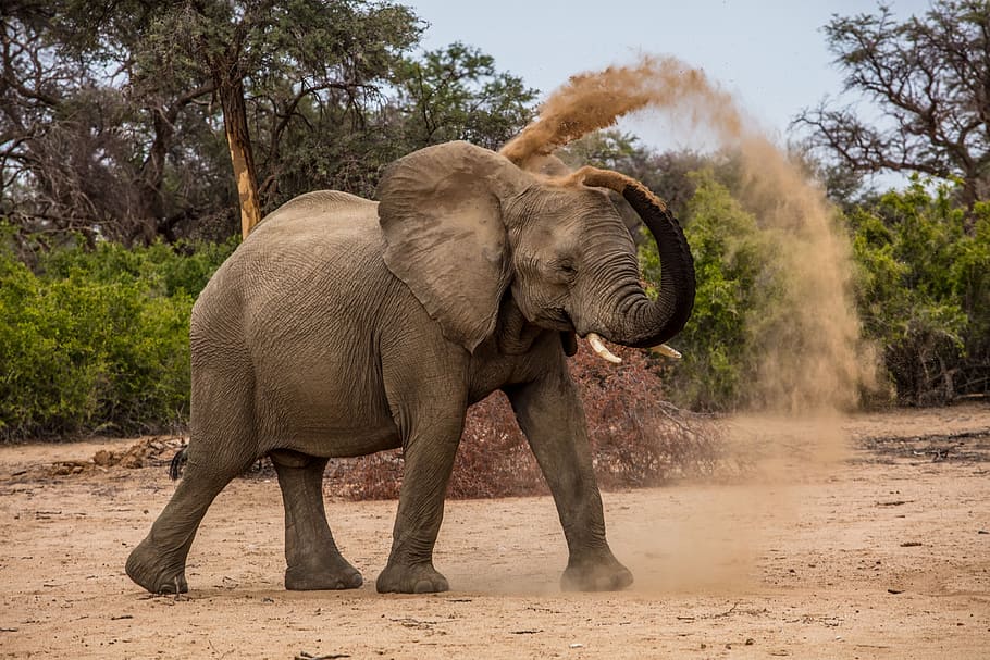 elephant play with brown sand, dust, dust bath, flick, motion, HD wallpaper