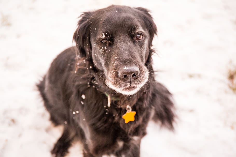 dog, black, snow, one animal, canine, pets, mammal, domestic HD wallpaper