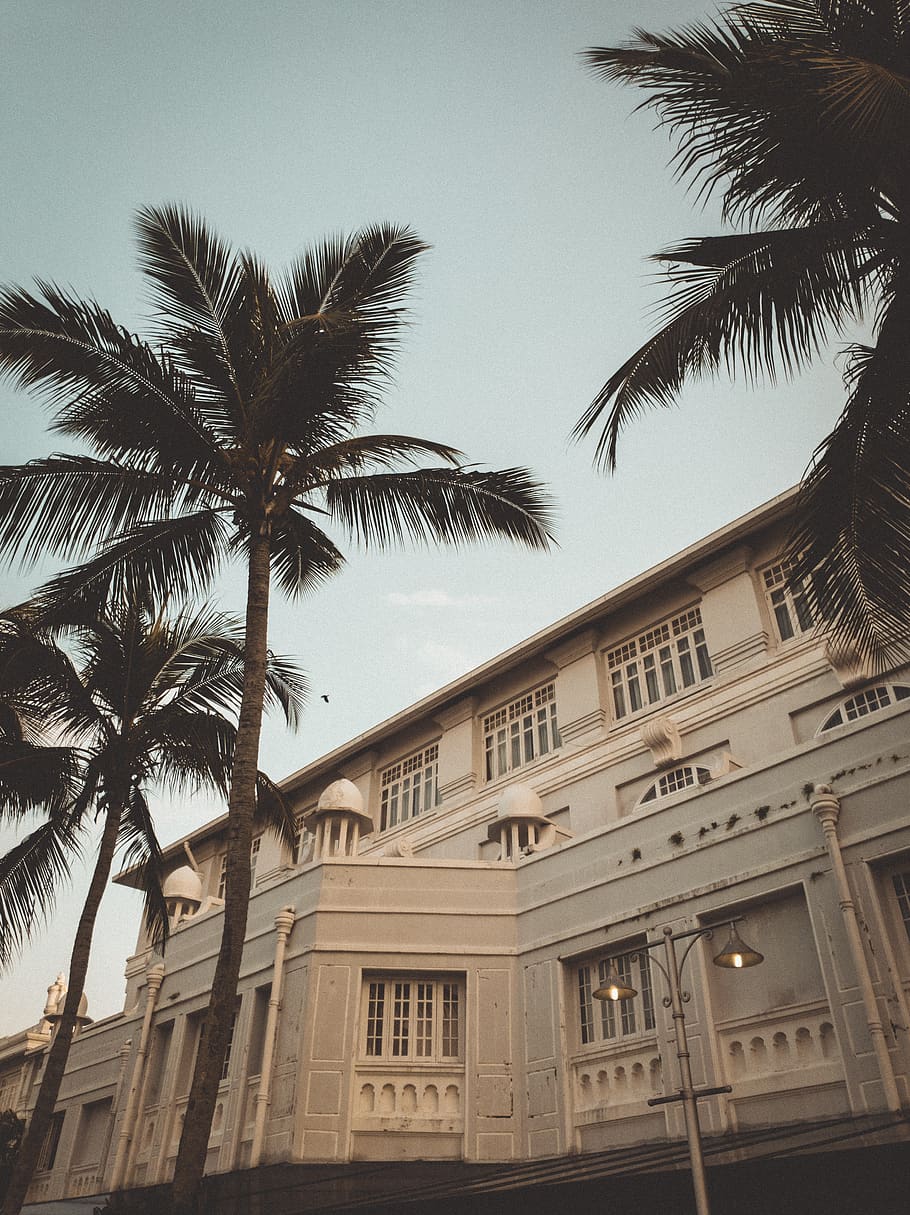 white concrete building, palm tree, tropical climate, building exterior HD wallpaper