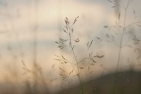 brown grass, plant, flora, nature, reed, closeup, detail, soft HD wallpaper