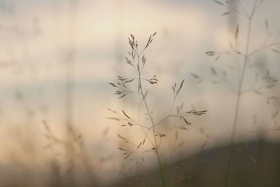 brown grass, plant, flora, nature, reed, closeup, detail, soft HD wallpaper