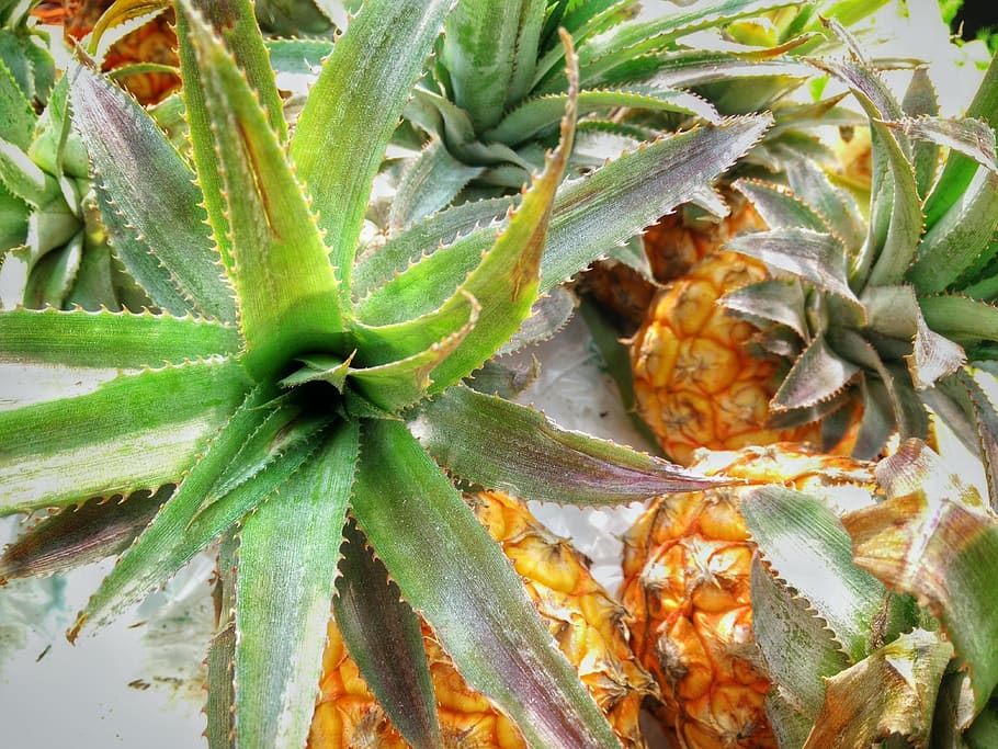 pineapple, food, kitchen, close-up, freshness, food and drink HD wallpaper