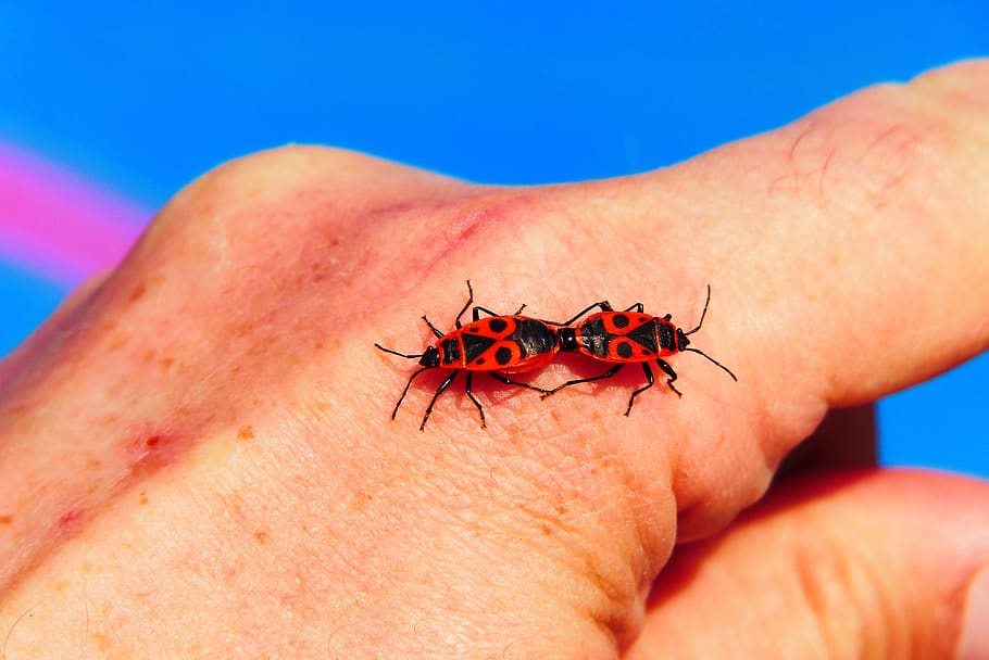 blacksmiths wingless, copulation, bugs, hand, insects, animals HD wallpaper