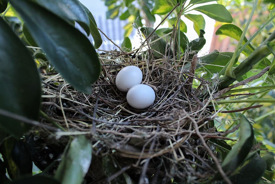 ecuador, quito, eggs, tree, nature, birds, nest, animal nest HD wallpaper