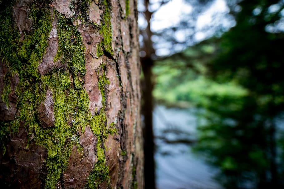 HD wallpaper: ireland, glendalough, tree, blur, plant, tree trunk, no  people | Wallpaper Flare