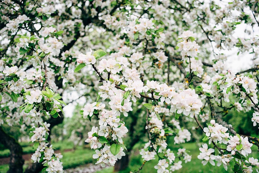 Apple tree in bloom, background, bio, flowers, fruits, green, HD wallpaper
