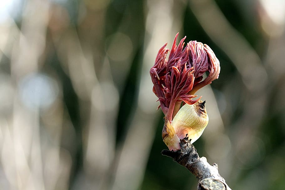 bud, spring, blossom, bloom, nature, pink, plant, branch, close up HD wallpaper