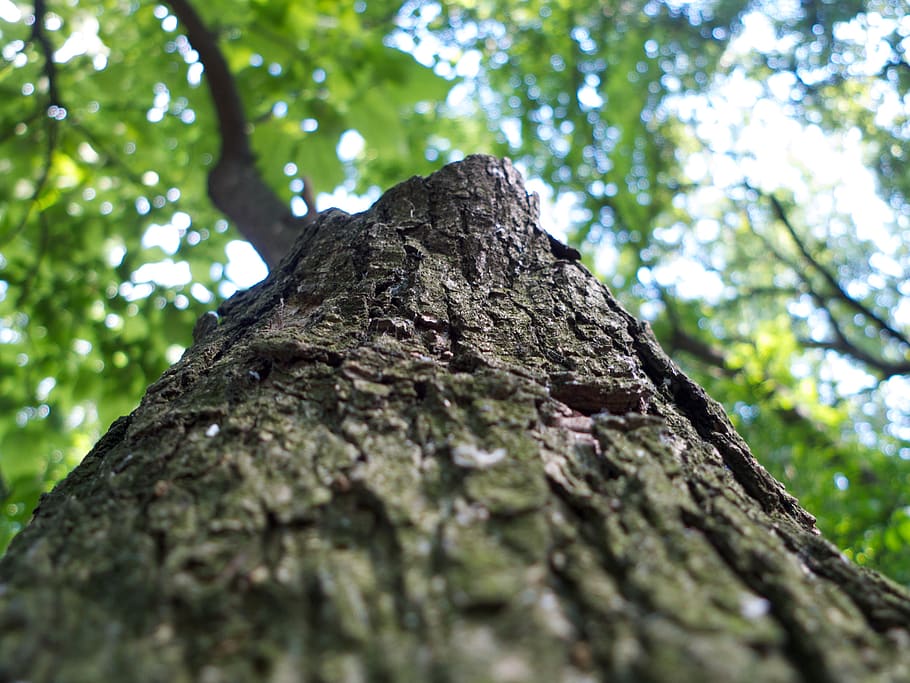 tree, trees, tree trunk, plant, textured, low angle view, nature HD wallpaper