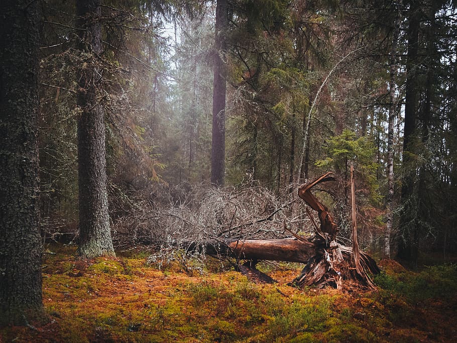 tree on ground at the forest, plant, land, nature, beauty in nature HD wallpaper