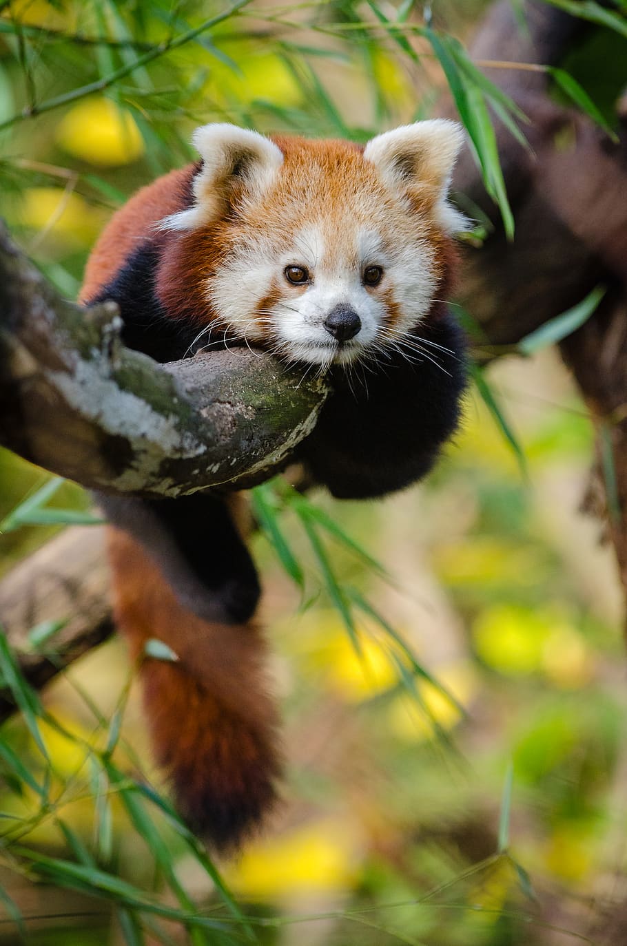 Red Panda, animal, cute, tree, wildlife, zoo, animal themes, one animal HD wallpaper