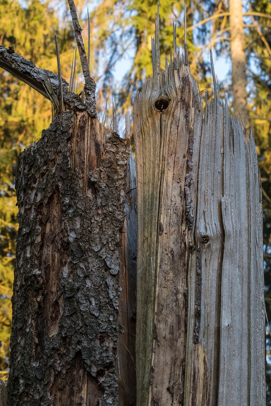 storm damage, tree, canceled, forward, log, wood, forest, focus on foreground HD wallpaper