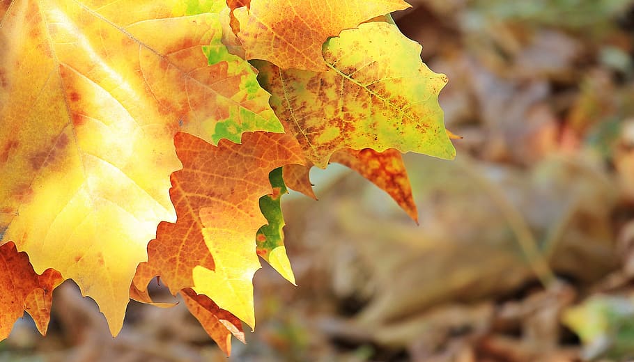 leave, fallen, macro, dry, plant, nature, season, autumn, leaf HD wallpaper