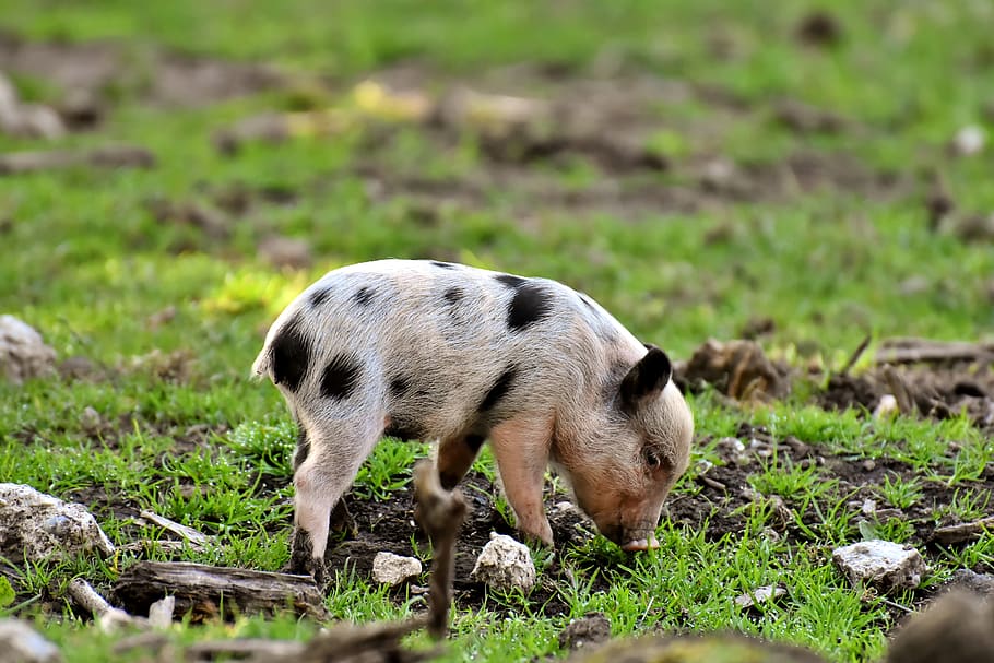 piglet, small pigs, mini, cute, sweet, funny, play, wildpark poing HD wallpaper